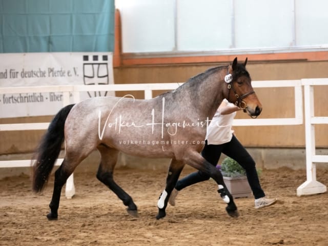 ZfdP Körung Luhmühlen 6