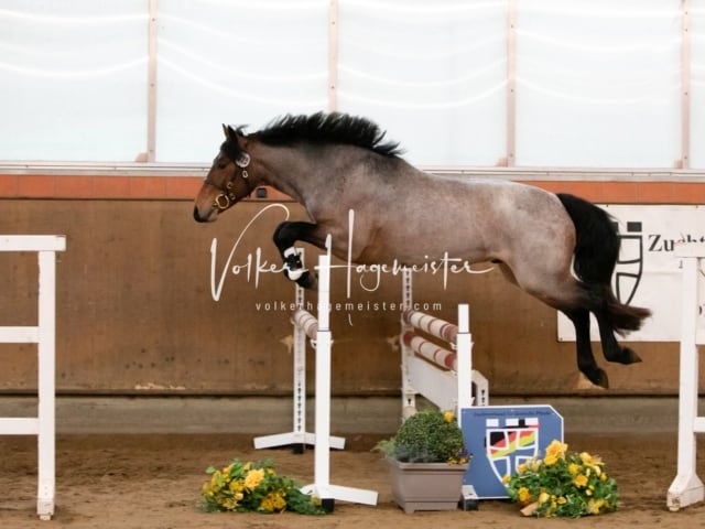 ZfdP Körung Luhmühlen 7