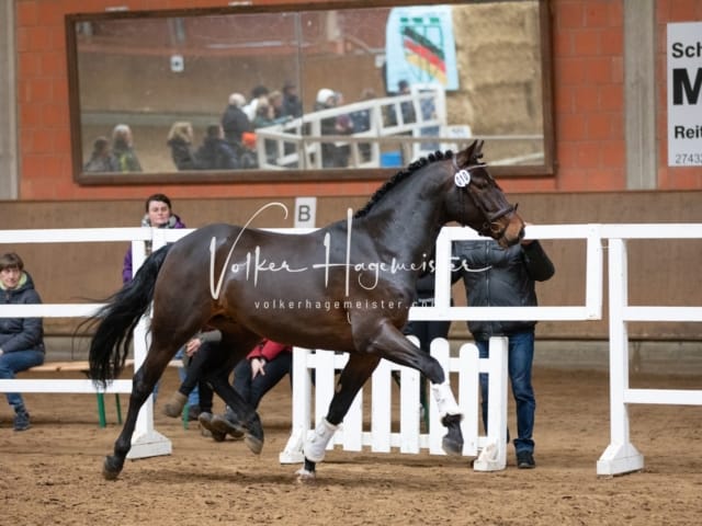 ZfdP Körung Luhmühlen 8