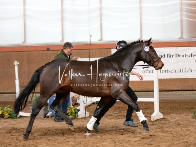 ZfdP Körung Luhmühlen 9