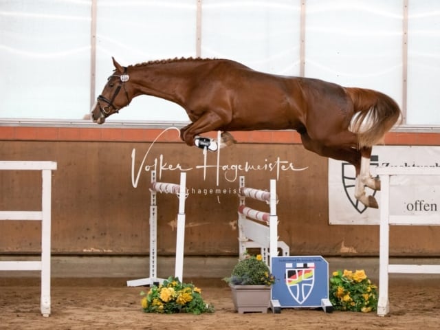 ZfdP Körung Luhmühlen 10