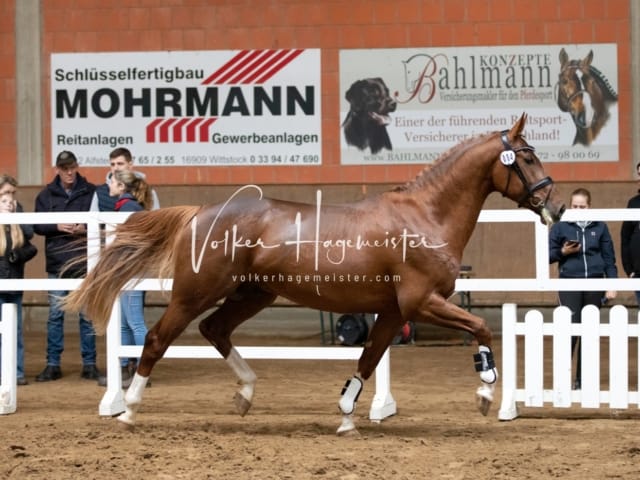 ZfdP Körung Luhmühlen 11