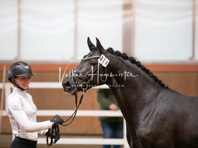 ZfdP Körung Luhmühlen 12