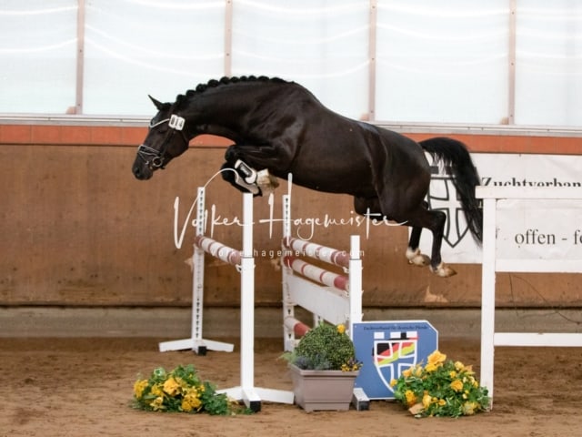 ZfdP Körung Luhmühlen 13