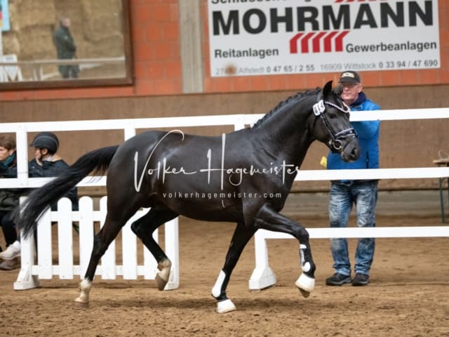 ZfdP Körung Luhmühlen 14