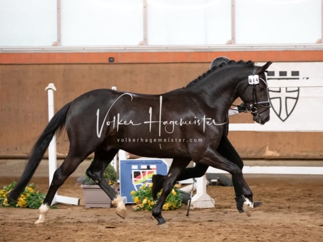 ZfdP Körung Luhmühlen 15