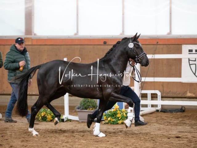 ZfdP Körung Luhmühlen 16