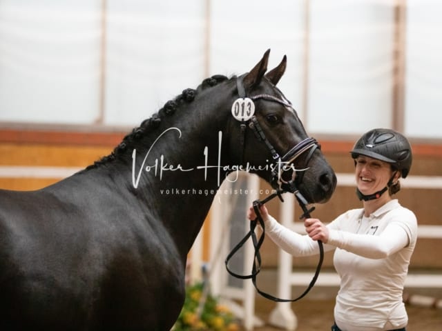 ZfdP Körung Luhmühlen 17