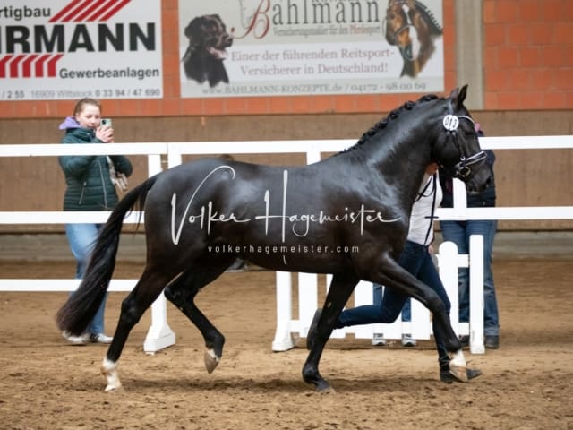 ZfdP Körung Luhmühlen 18