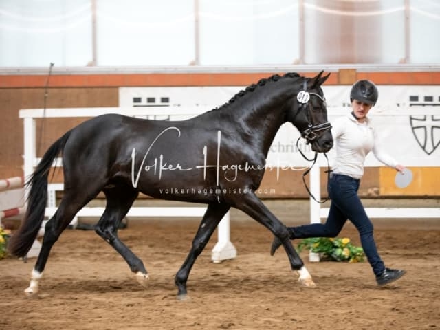 ZfdP Körung Luhmühlen 19