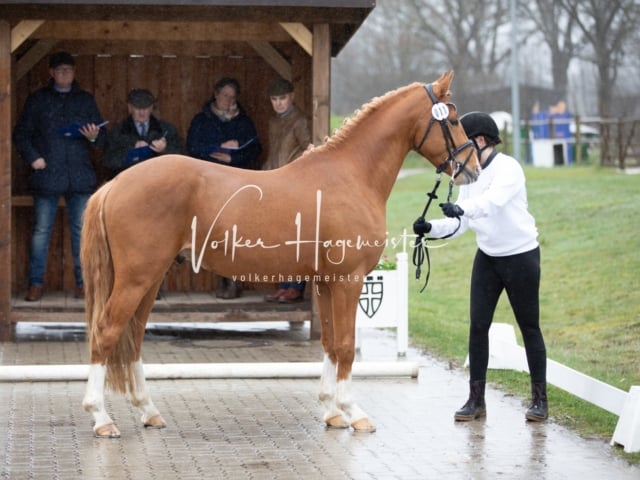 ZfdP Körung Luhmühlen 20