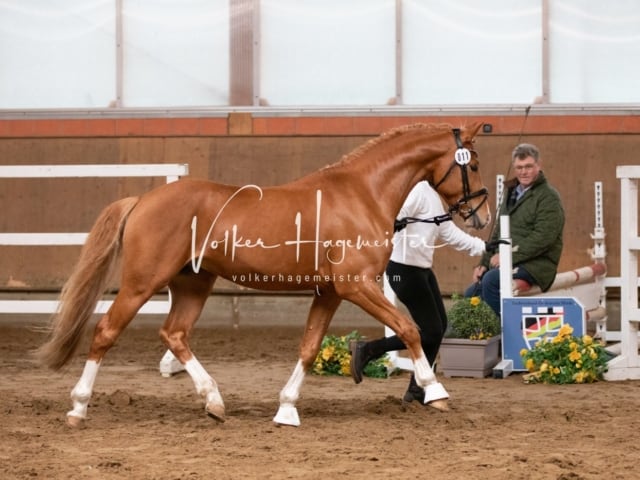 ZfdP Körung Luhmühlen 22