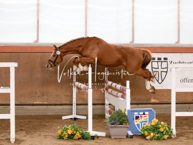 ZfdP Körung Luhmühlen 23