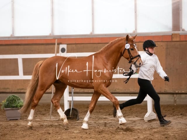 ZfdP Körung Luhmühlen 24