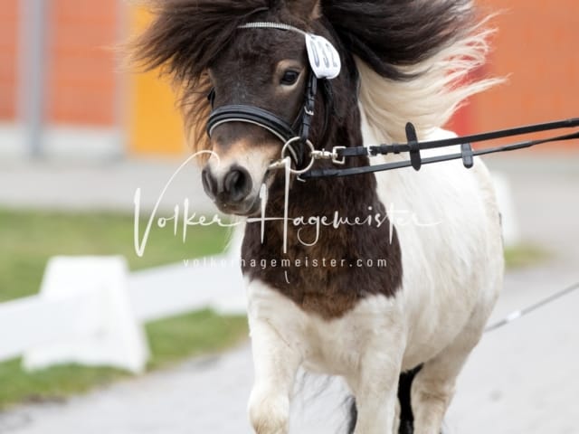 ZfdP Körung Luhmühlen 25