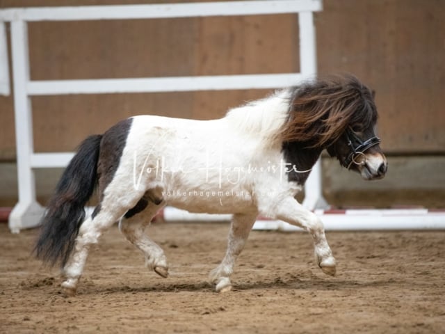 ZfdP Körung Luhmühlen 26