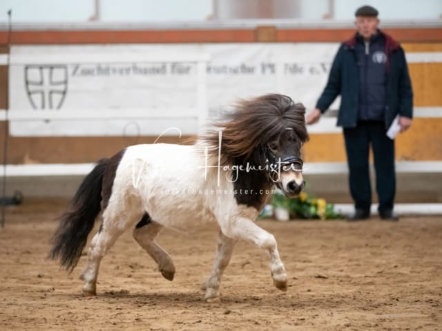 ZfdP Körung Luhmühlen 27