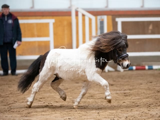 ZfdP Körung Luhmühlen 28
