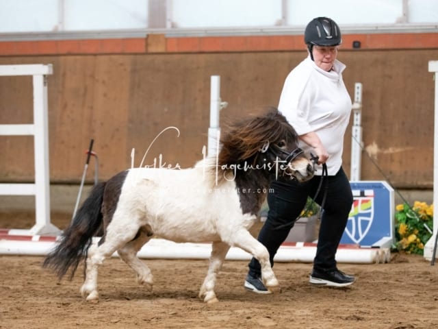 ZfdP Körung Luhmühlen 29