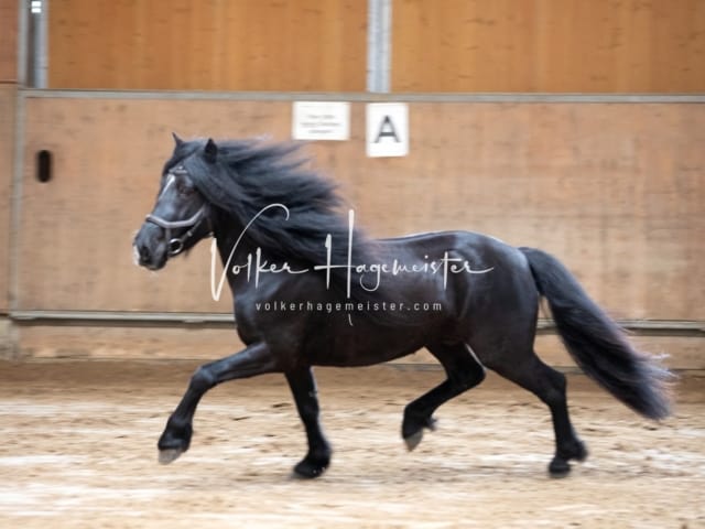 ZfdP Körung Luhmühlen 30