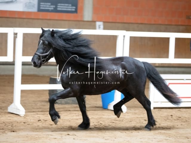 ZfdP Körung Luhmühlen 1