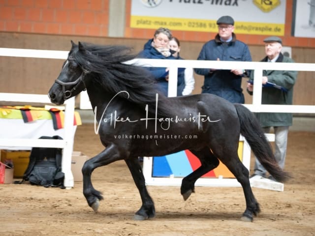 ZfdP Körung Luhmühlen 2