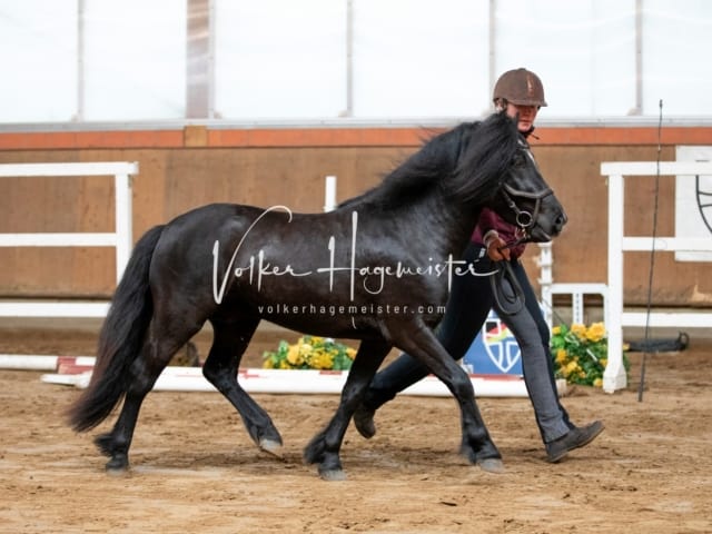 ZfdP Körung Luhmühlen 3