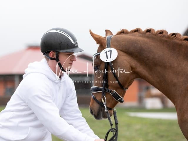 ZfdP Körung Luhmühlen 4