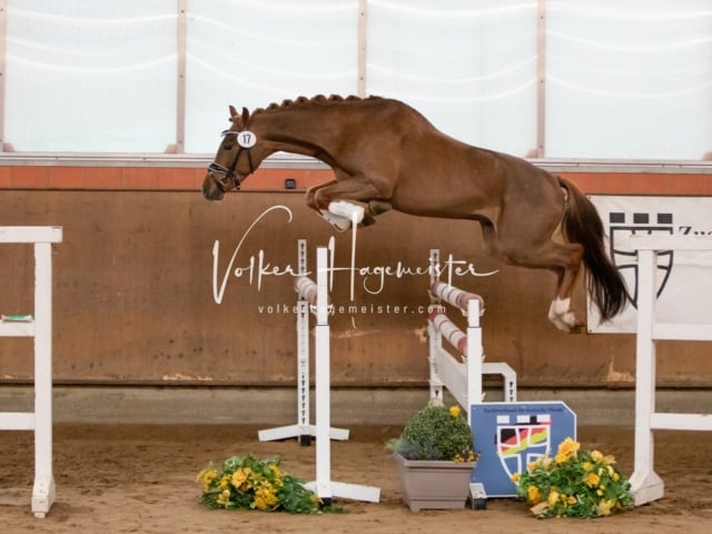 ZfdP Körung Luhmühlen 5