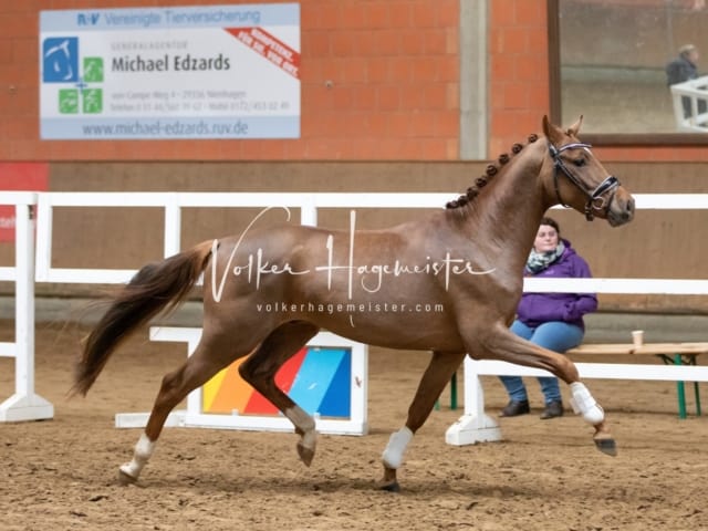 ZfdP Körung Luhmühlen 7