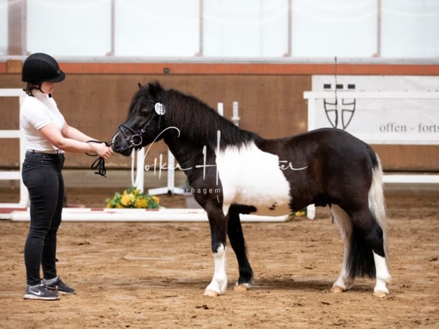 ZfdP Körung Luhmühlen 10