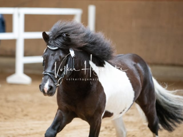 ZfdP Körung Luhmühlen 11