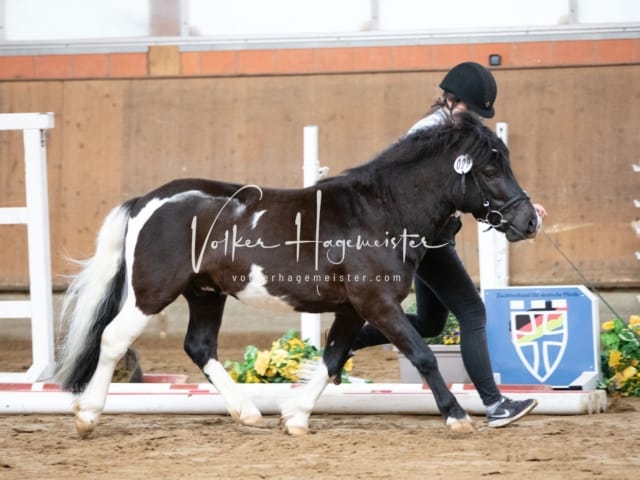 ZfdP Körung Luhmühlen 12