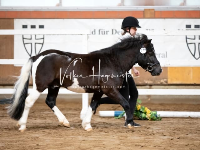 ZfdP Körung Luhmühlen 13