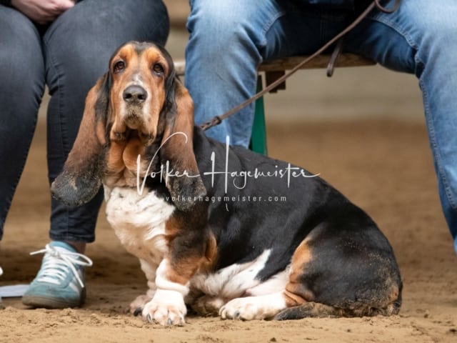 ZfdP Körung Luhmühlen 14