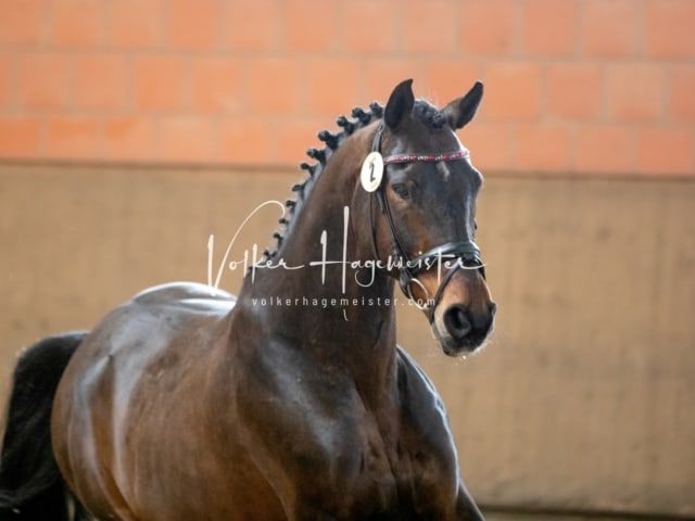 ZfdP Körung Luhmühlen 26