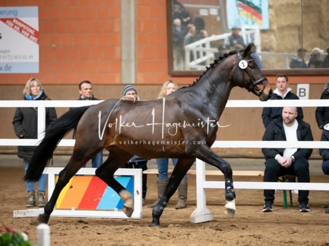 ZfdP Körung Luhmühlen 27