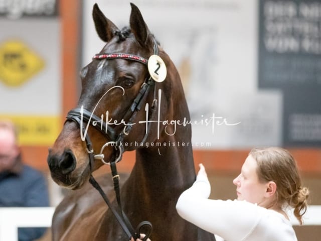 ZfdP Körung Luhmühlen 28