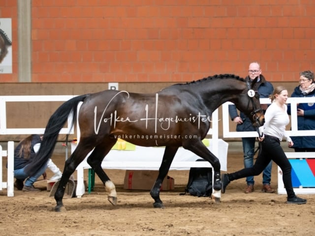 ZfdP Körung Luhmühlen 29