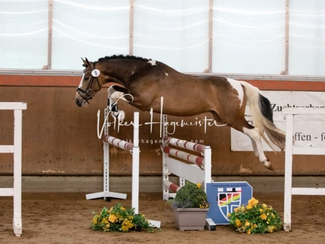 ZfdP Körung Luhmühlen 30