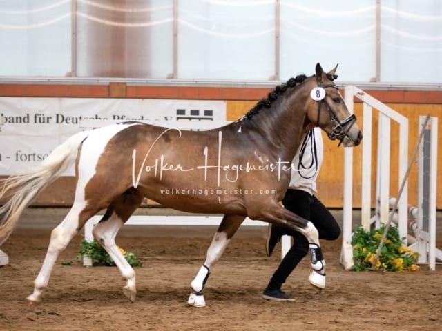 ZfdP Körung Luhmühlen 2