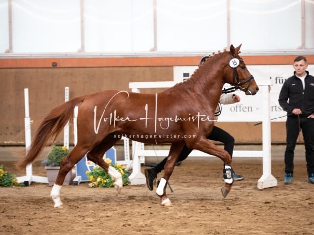 ZfdP Körung Luhmühlen 11