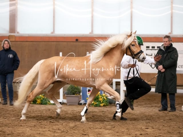 ZfdP Körung Luhmühlen 12