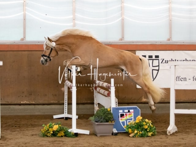 ZfdP Körung Luhmühlen 13