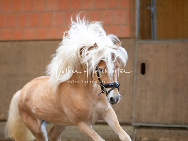 ZfdP Körung Luhmühlen 14