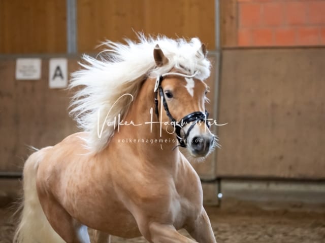 ZfdP Körung Luhmühlen 15