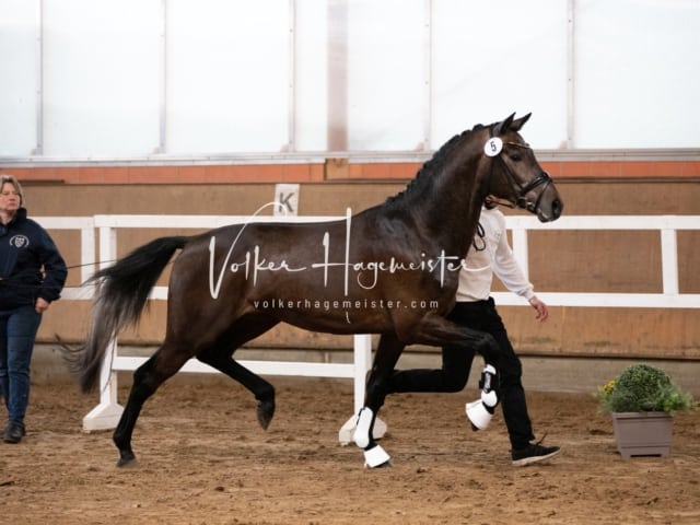 ZfdP Körung Luhmühlen 3