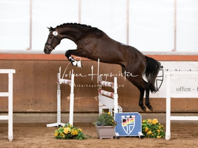 ZfdP Körung Luhmühlen 4