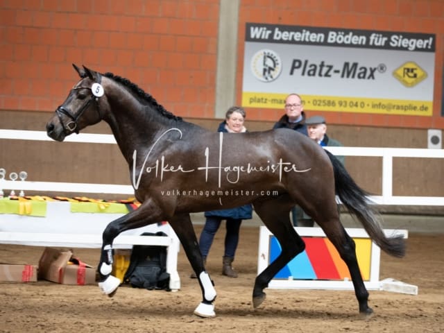 ZfdP Körung Luhmühlen 5