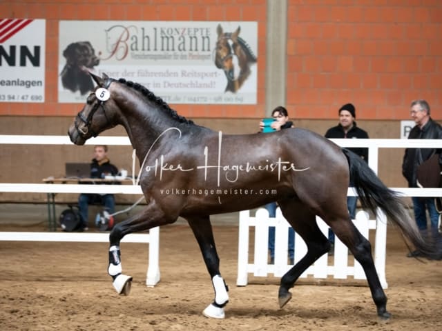 ZfdP Körung Luhmühlen 6